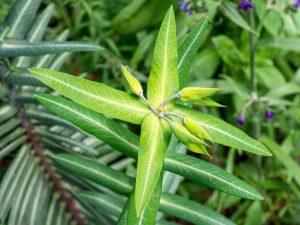 Lire la suite à propos de l’article Qu'est-ce que l'euphorbe taupe : informations sur la culture d'une plante d'euphorbe taupe