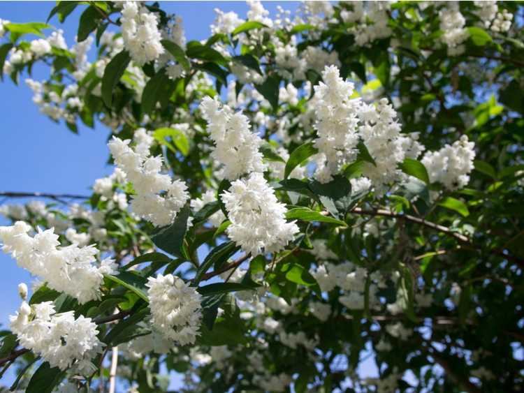 You are currently viewing Cultiver des plantes Deutzia: un guide pour l'entretien des plantes Deutzia