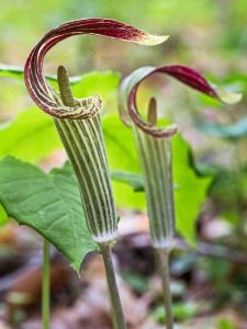 Lire la suite à propos de l’article Propagation de Jack-In-The-Pulpit : Comment propager des plantes Jack-In-The-Pulpit