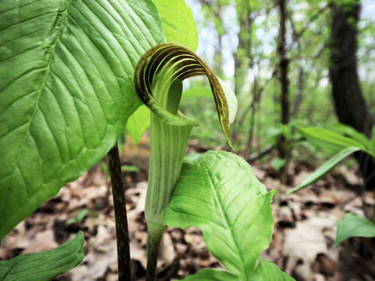 You are currently viewing Plantes Jack-In-The-Pulpit: Comment faire pousser des fleurs sauvages Jack-In-The-Pulpit