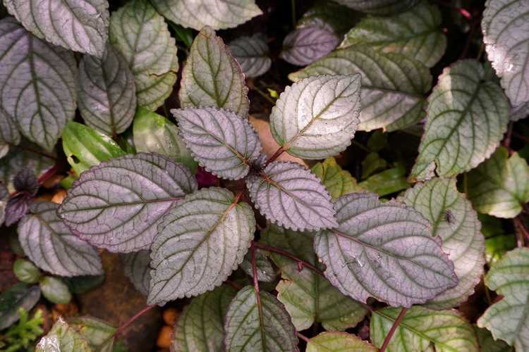 You are currently viewing Informations sur les plantes à gaufres : Comment faire pousser des plantes d'intérieur Hemigraphis Alternata