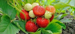 Lire la suite à propos de l’article Plants de fraises du Nord-Est – Comment faire pousser des fraises du Nord-Est
