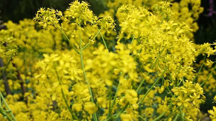 You are currently viewing Woad utilise au-delà de la teinture : à quoi peut servir le pastel dans le jardin