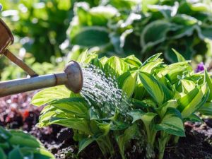 Lire la suite à propos de l’article 6 façons d'utiliser moins d'eau dans votre jardin et votre pelouse