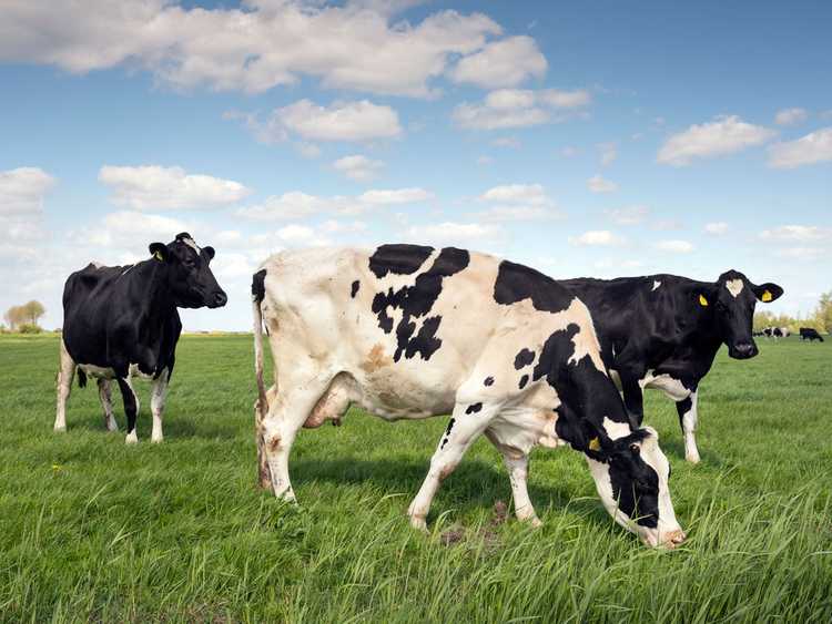 Lire la suite à propos de l’article Engrais de bouse de vache : découvrez les avantages du compost de fumier de vache