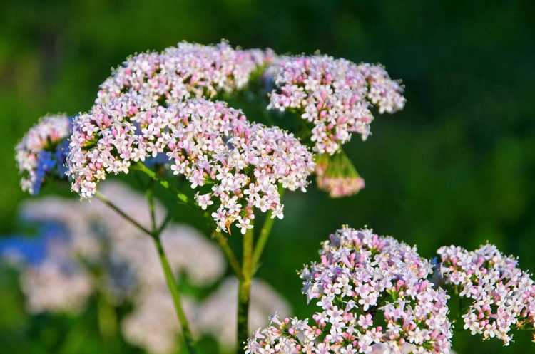 You are currently viewing Qu'est-ce que la valériane : comment faire pousser des plantes de valériane dans le jardin