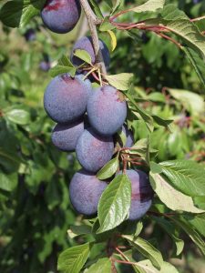 Lire la suite à propos de l’article Soins des prunes Valor : conseils pour cultiver des prunes Valor à la maison