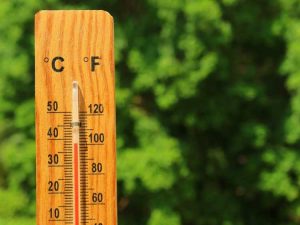 Lire la suite à propos de l’article Jardiner dans des zones soumises à des changements de température extrêmes