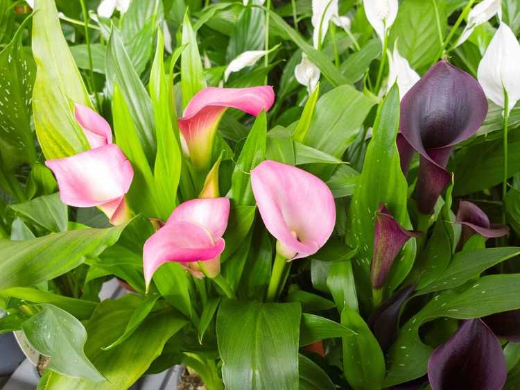 You are currently viewing Variétés de Calla Lily – Informations sur les différentes plantes de Calla Lily