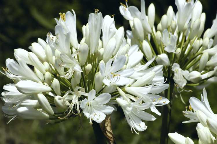 You are currently viewing Variétés d'Agapanthe: Quels sont les types de plantes d'Agapanthe