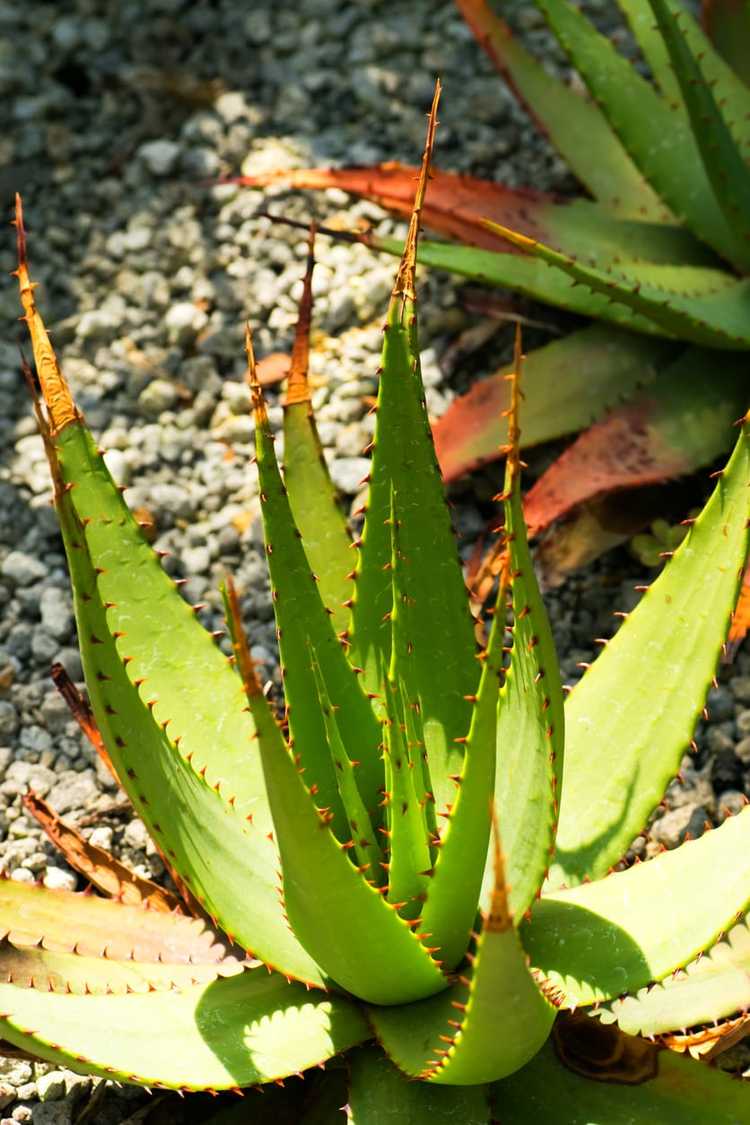 You are currently viewing Types de plantes d'aloès – Cultiver différentes variétés d'aloès