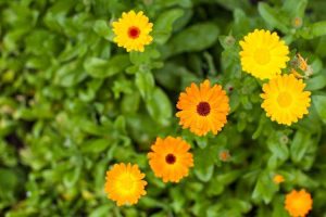 Lire la suite à propos de l’article Types de fleurs de calendula – Découvrez les cultivars et les espèces populaires de calendula