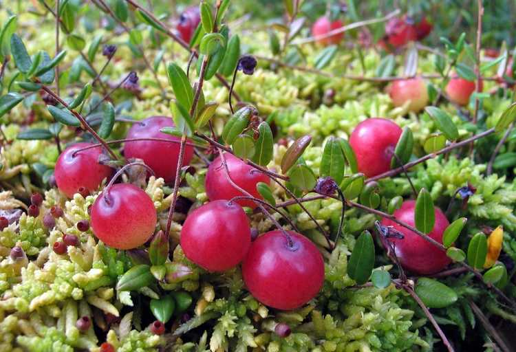 You are currently viewing Différentes variétés de canneberges : un guide des types courants de plants de canneberges