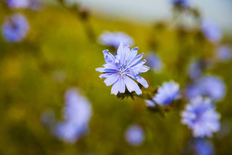 Lire la suite à propos de l’article Types de chicorée – Variétés de plantes de chicorée pour les jardins