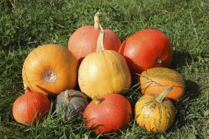 Lire la suite à propos de l’article Variétés de citrouilles courantes : meilleures variétés et types de citrouilles à cultiver