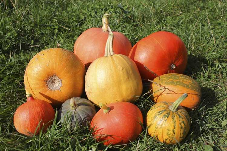 You are currently viewing Variétés de citrouilles courantes : meilleures variétés et types de citrouilles à cultiver