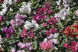 Lire la suite à propos de l’article Différentes variétés de plantes de cyclamen – Découvrez les types de plantes de cyclamen