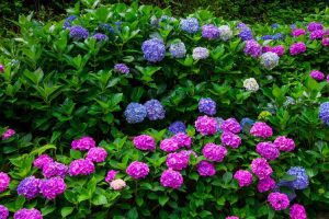 Lire la suite à propos de l’article Faire refleurir les hortensias : découvrez les variétés d'hortensias qui refleurissent