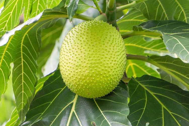 You are currently viewing Variétés de fruits à pain – Existe-t-il différents arbres à pain