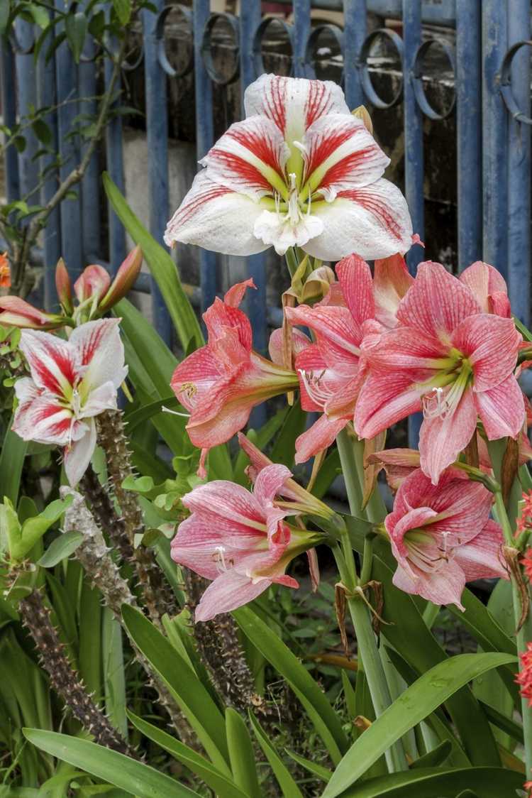 You are currently viewing Variétés de fleurs d'amaryllis : différents types d'amaryllis