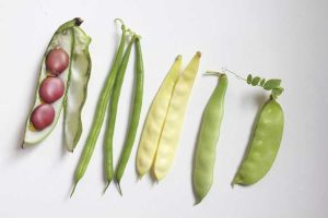 Lire la suite à propos de l’article Variétés de plantes de haricots : différents types de haricots pour le jardin