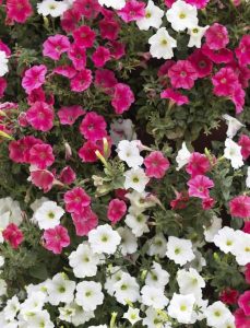 Lire la suite à propos de l’article Types de plantes de pétunia – Quelles sont les différentes fleurs de pétunia