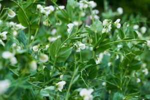 Lire la suite à propos de l’article Cultivar de pois de printemps – Comment cultiver une variété végétale de pois «printemps»