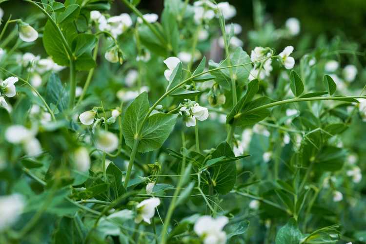 You are currently viewing Cultivar de pois de printemps – Comment cultiver une variété végétale de pois «printemps»