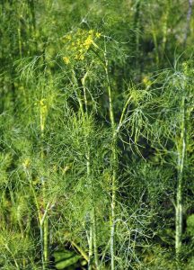 Lire la suite à propos de l’article Types de plantes d’aneth : quelles sont les différentes variétés d’aneth