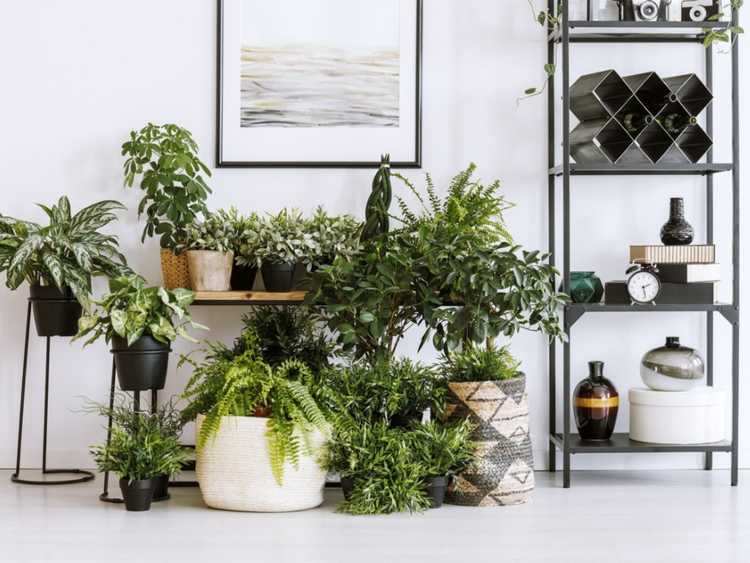 You are currently viewing Choisir les meilleures plantes pour vos conteneurs intérieurs
