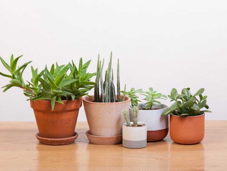 Lire la suite à propos de l’article Cactus et plantes succulentes à l'intérieur de votre maison