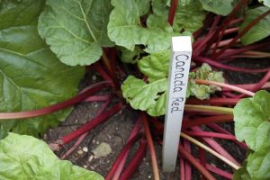 Lire la suite à propos de l’article Variétés de rhubarbe : types de rhubarbe pour le jardin