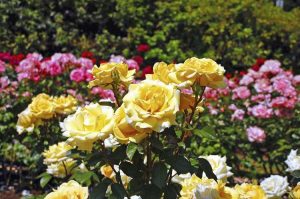 Lire la suite à propos de l’article Variétés de roses : quels sont les différents types de roses