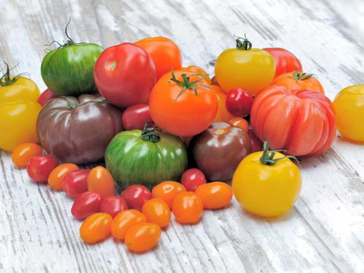 Lire la suite à propos de l’article Variétés et couleurs de tomates : découvrez les différentes couleurs de tomates