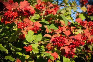 Lire la suite à propos de l’article Types de plantes de viorne: choisir des variétés de viorne pour le jardin