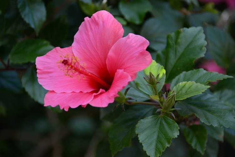 You are currently viewing Variétés d'hibiscus – Combien existe-t-il de types d'hibiscus