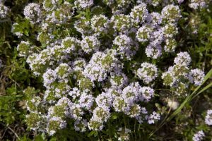 Lire la suite à propos de l’article Types de plantes Agastache – Variétés d'hysope pour le jardin