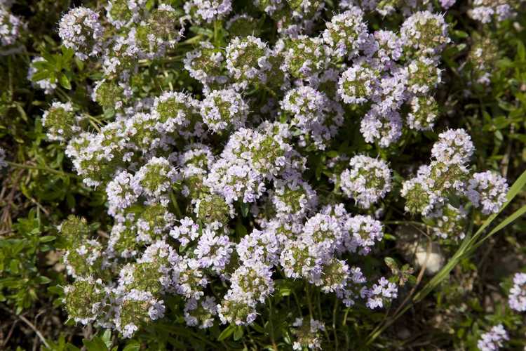 You are currently viewing Types de plantes Agastache – Variétés d'hysope pour le jardin