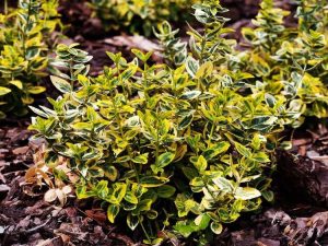 Lire la suite à propos de l’article Types d'Euonymus – Choisir différentes plantes d'Euonymus pour votre jardin