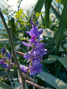 Lire la suite à propos de l’article Variétés de plantes indigo : découvrez les différentes plantes indigo