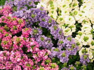 Lire la suite à propos de l’article Types de plantes Nemesia – Cultiver différentes variétés de fleurs Nemesia