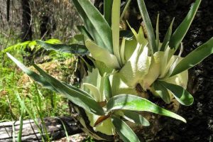 Lire la suite à propos de l’article Variétés de fougères staghorn : existe-t-il différents types de fougères staghorn