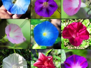 Lire la suite à propos de l’article Famille de plantes Morning Glory : découvrez les variétés Morning Glory