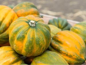 Lire la suite à propos de l’article Meilleures variétés de courge poivrée pour les jardins familiaux