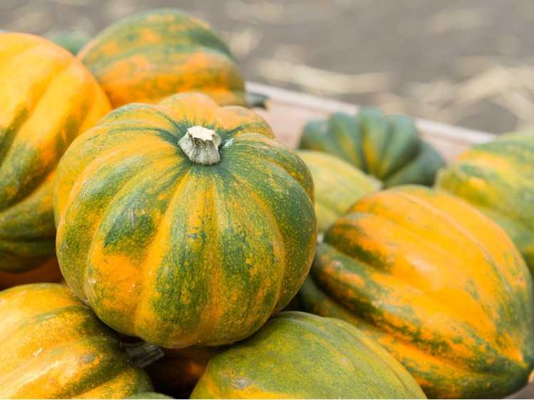 You are currently viewing Meilleures variétés de courge poivrée pour les jardins familiaux