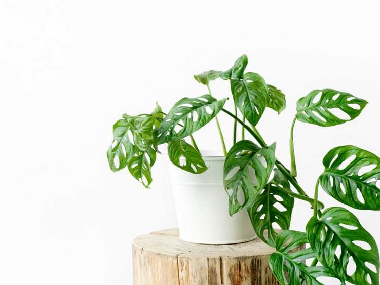 You are currently viewing Différents types de plantes d'intérieur Monstera