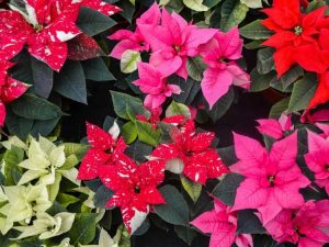 Lire la suite à propos de l’article Couleurs festives de poinsettia à essayer ce Noël