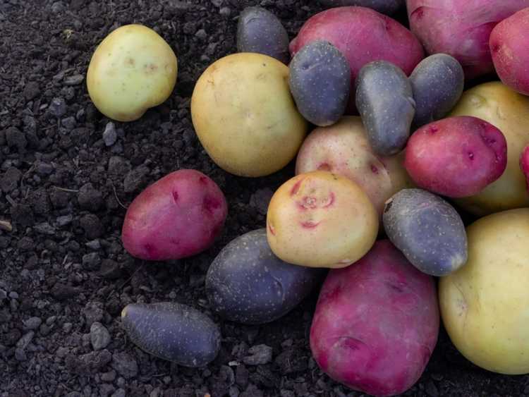 Lire la suite à propos de l’article Variétés de pommes de terre inhabituelles à cultiver dans votre jardin