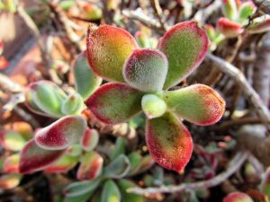 Lire la suite à propos de l’article Red Velvet Echeveria: Apprenez à cultiver des plantes de velours rouge