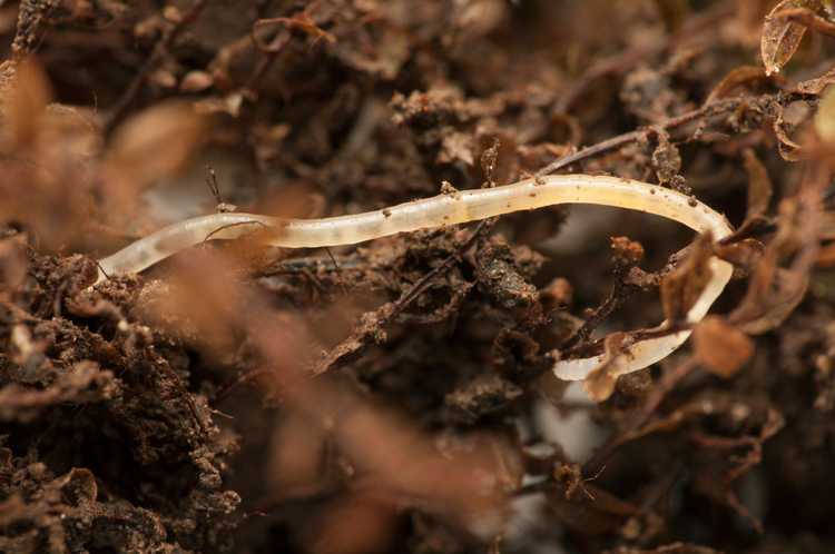 You are currently viewing D’où viennent les vers de pot – La terre de jardin à compost contient des vers